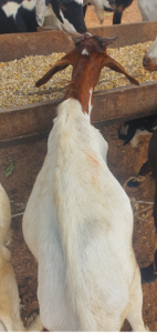goat04