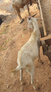 goat08